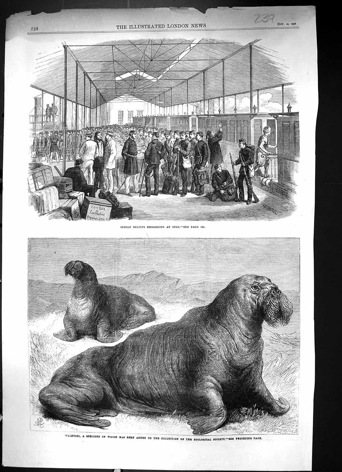 Old 1867 Indian Reliefs Ship Suez Walrus Zoological Society Regnet'S Victorian