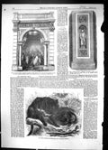 Old 1861 Ursine Dasyure Tasmanian Devil Horticultural Society Gardens Victorian