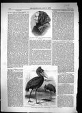Old 1860 Mrs Jameson Kilburn Balaeniceps Rex Stork White Nile London Victorian