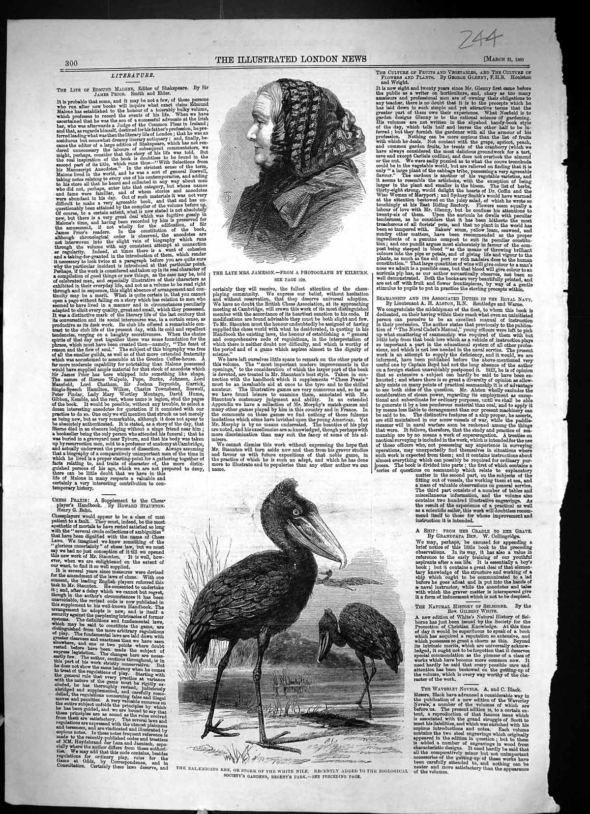 Old 1860 Mrs Jameson Kilburn Balaeniceps Rex Stork White Nile London Victorian