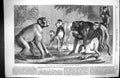 Old 1868 Monkeys Chinese Ape Zoological Society Gardens Regent'S [Ark Victorian