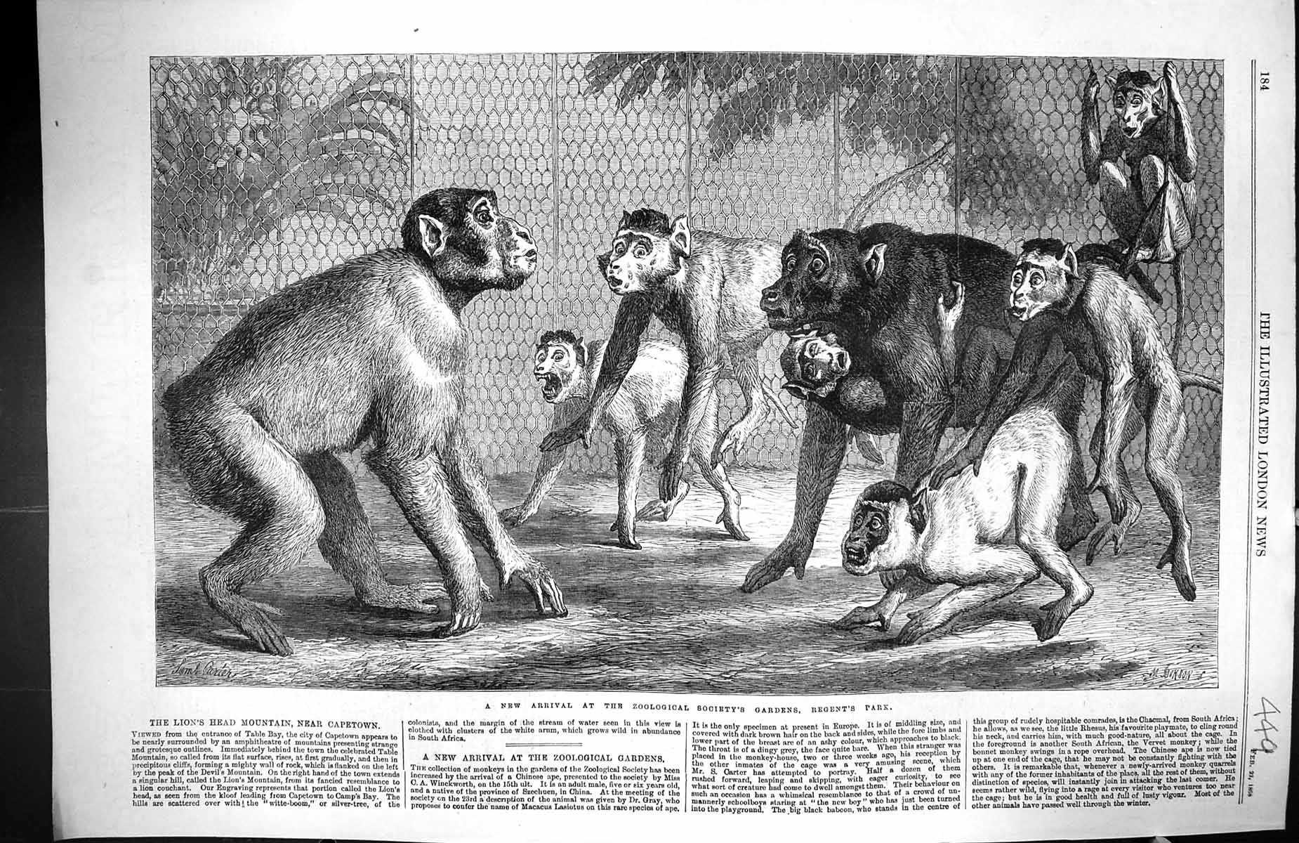 Old 1868 Monkeys Chinese Ape Zoological Society Gardens Regent'S [Ark Victorian
