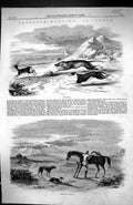 Antique Print 1858 Antelope Hunting India Sport Horse Hounds Dogs Huntsman 19th