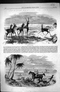 Old 1858 Antelope Hunting India Driving From Cover Sport Huntsman Hor Victorian