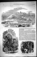 Old 1858 Madagascar Antananarivo Prince Royal Urania Specoisa Tree Ar Victorian
