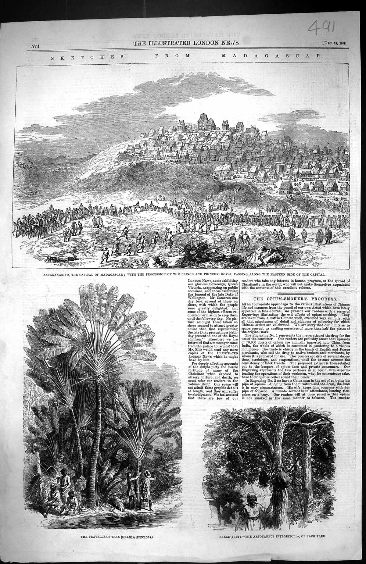 Old 1858 Madagascar Antananarivo Prince Royal Urania Specoisa Tree Ar Victorian