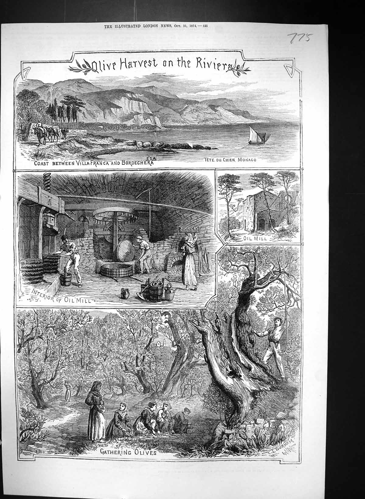 Old 1874 Olive Harvest Riviera France Villa-Franca Bordechera Monaco Victorian