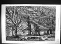 Antique Old Print 1875 Bushy Brattley During Beechmast Trees Pigs Fine Art 19th