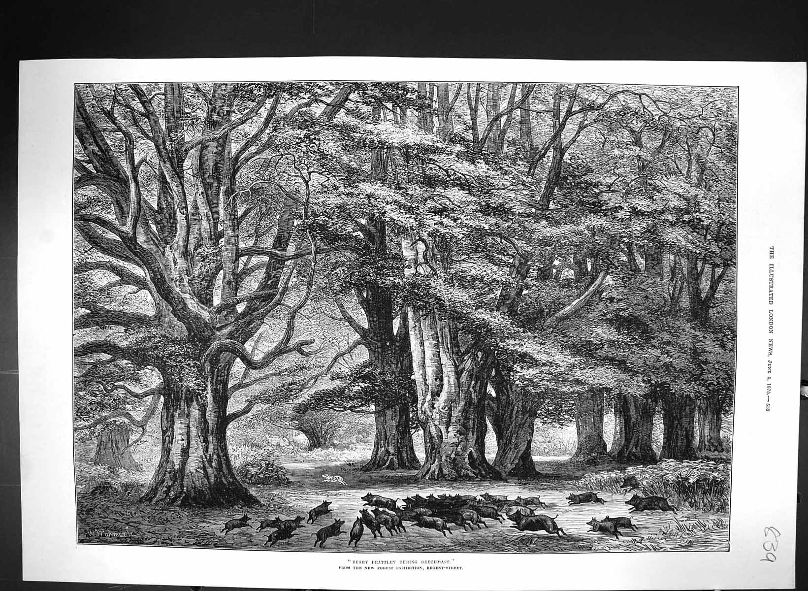 Antique Old Print 1875 Bushy Brattley During Beechmast Trees Pigs Fine Art 19th