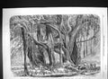 Old 1862 Cotton India Convoy Rewah Ganges Night Encampment Banyan Tre Victorian