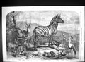Old 1861 Animals Philantomba Hen Stanley Crane Cape Hyrax Zebra Rehbo Victorian