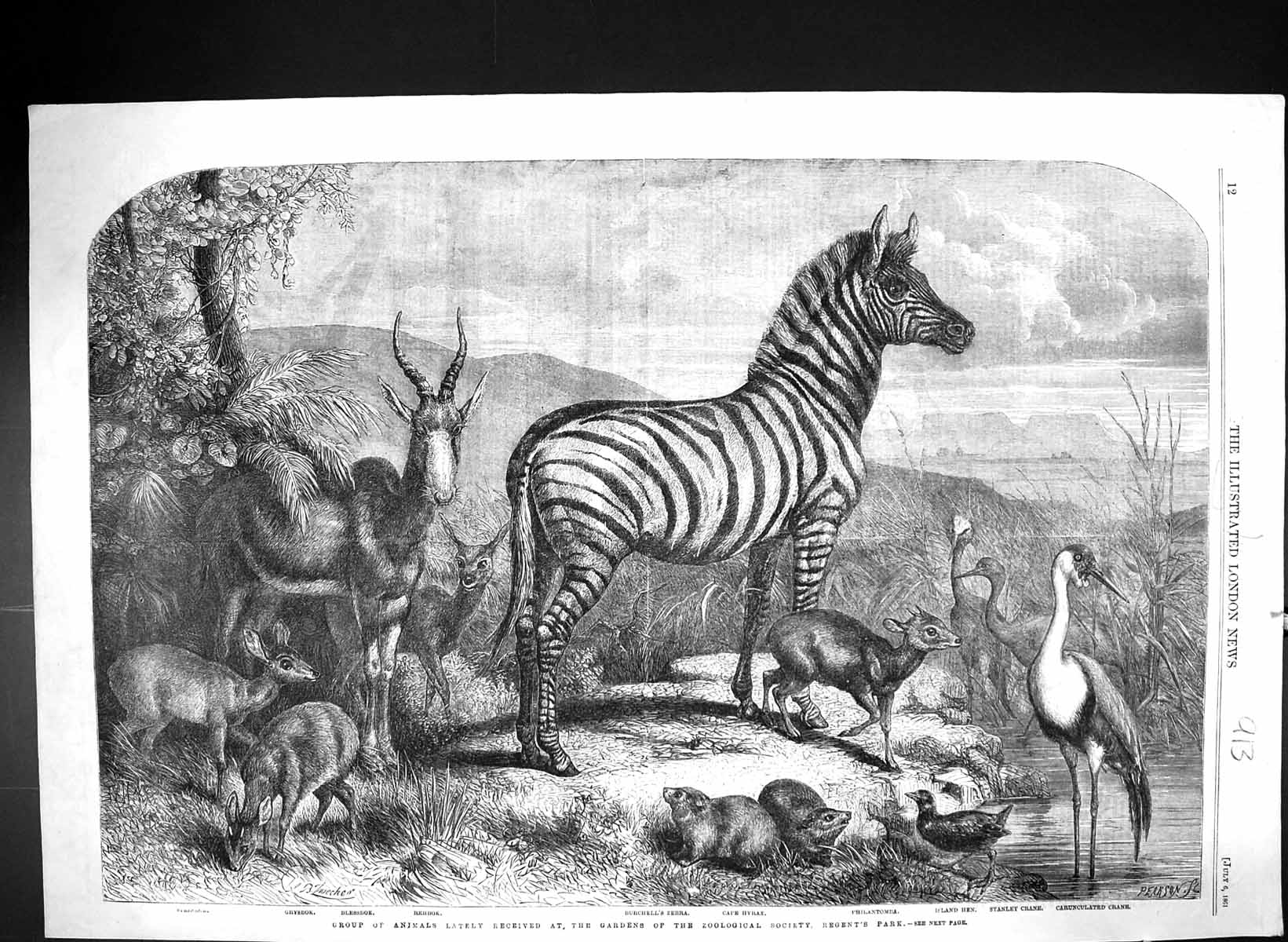 Old 1861 Animals Philantomba Hen Stanley Crane Cape Hyrax Zebra Rehbo Victorian