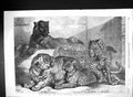 Antique Print 1868 Leopards Tigress Zoological Society Regent'S Park London