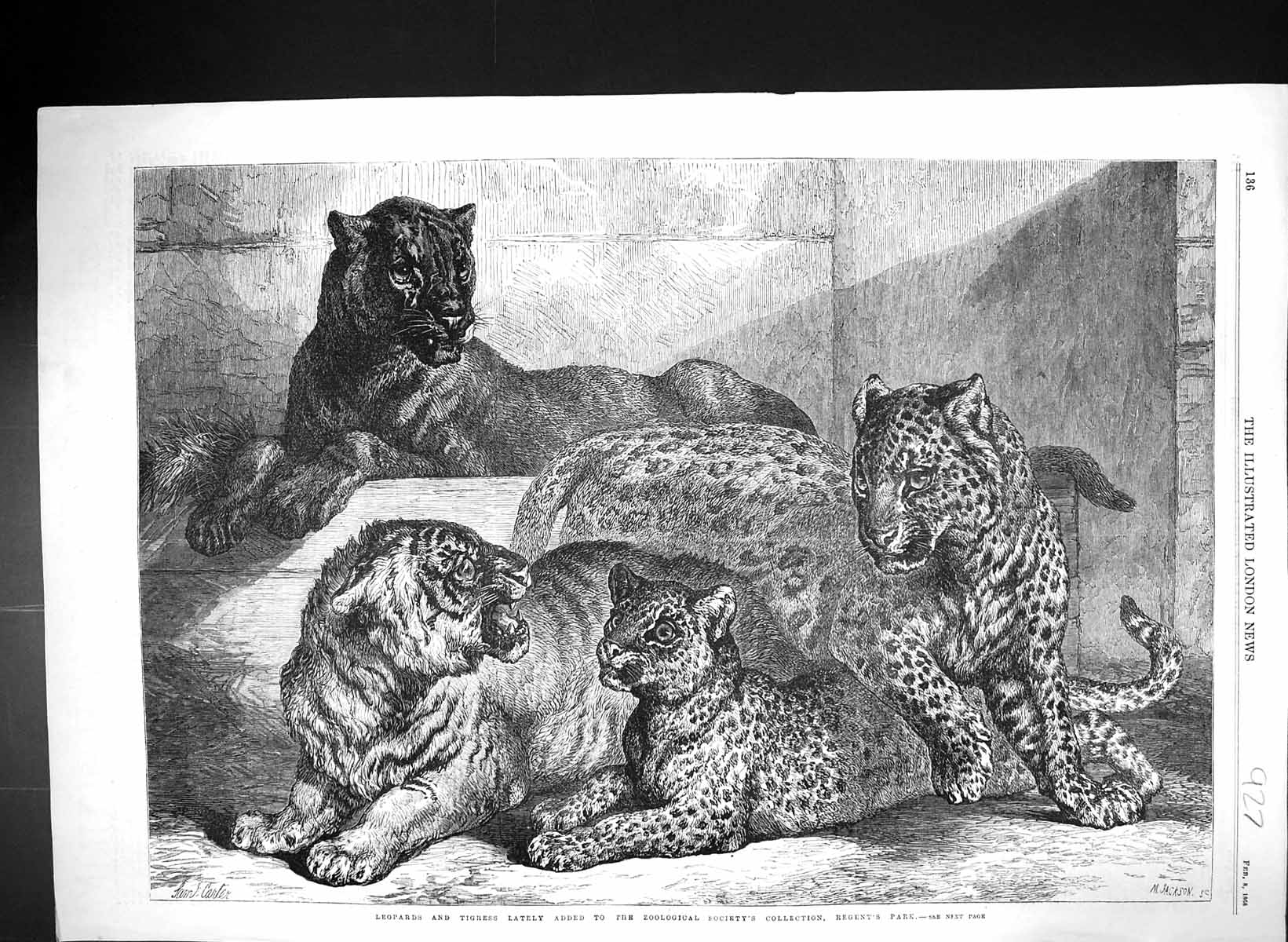 Antique Print 1868 Leopards Tigress Zoological Society Regent'S Park London
