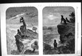 Old 1863 Australia Dingoes Wild Dogs Prowling Sheep Shepherd Moonligh Victorian