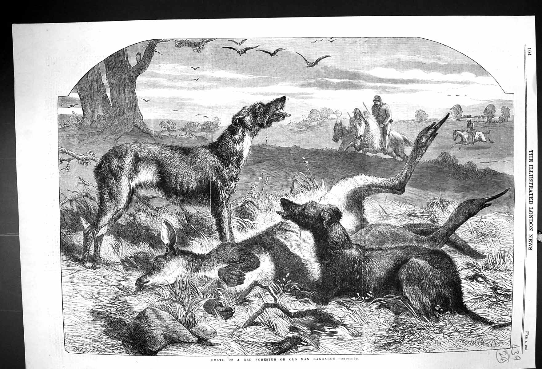 Antique Print 1860 Scene Death Red Forester Man Kangaroo Hunting Hounds Hor
