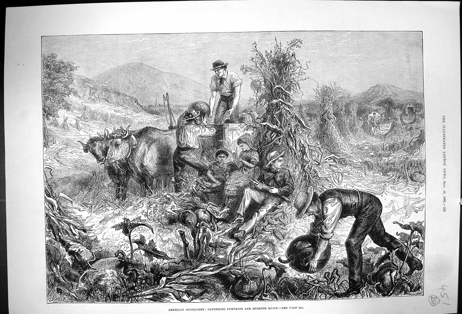 Old Print 1881 American Husbandry Gathering Pumpkins Husking Maize Cattle 19th