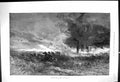 Original Old Antique Print 1881 Forest Fire America Trees Men Horses Fine Art