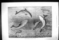 Original Old Antique Print 1874 Feeding Porpoises Brighton Aquarium Victorian