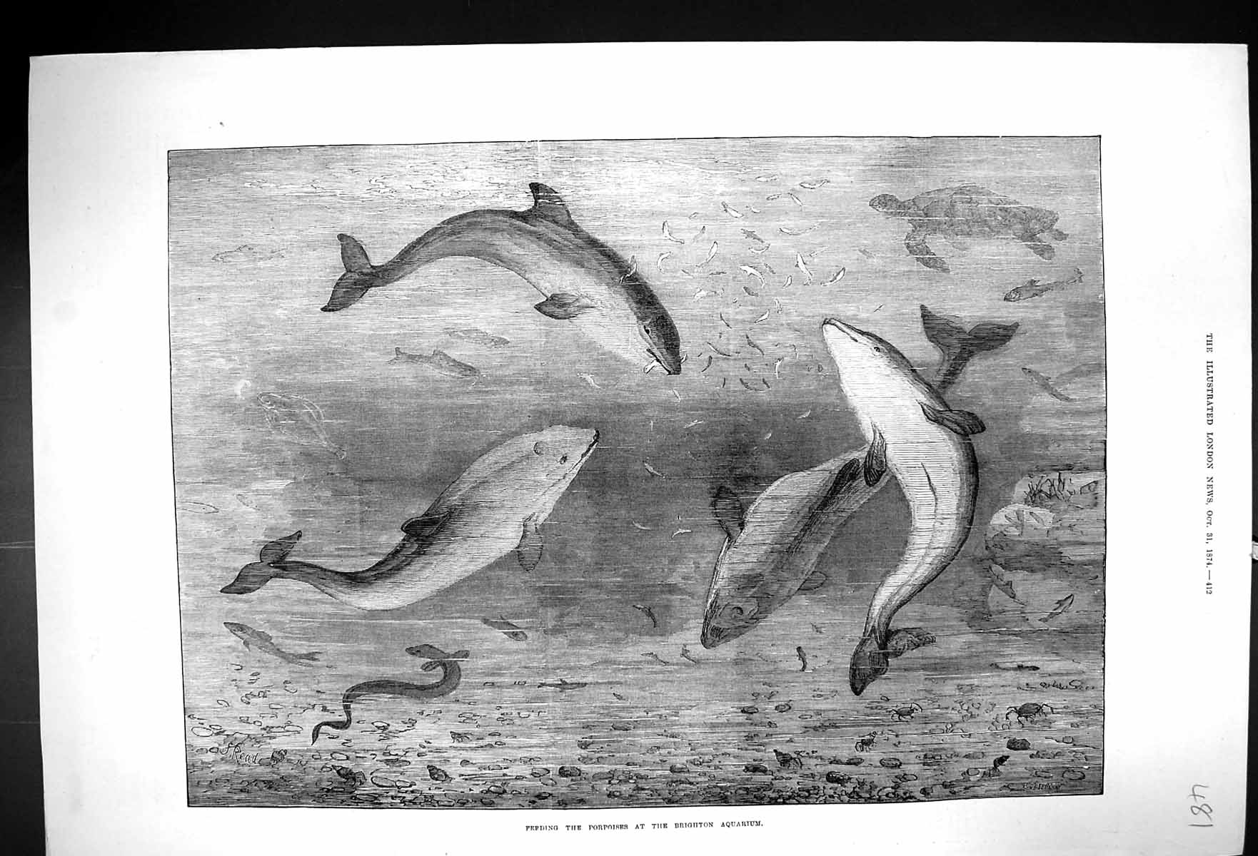 Original Old Antique Print 1874 Feeding Porpoises Brighton Aquarium Victorian