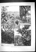 Old 1888 California America Fruitful Land Vineyard Grapes Oranges Fin Victorian