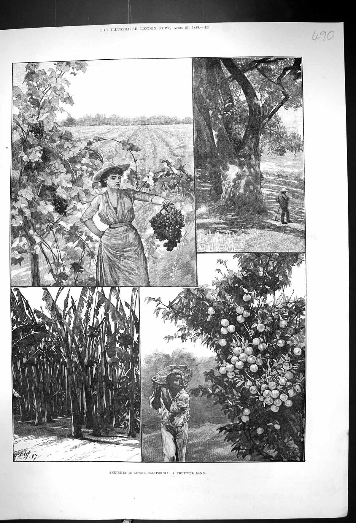Old 1888 California America Fruitful Land Vineyard Grapes Oranges Fin Victorian