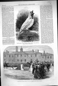 Old 1869 Bell Bird South America Presentation S 39Th Regiment Salford Victorian