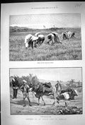 Old 1890 Indian Camp Exercise Water Supply Animals Women Cutting Gras Victorian