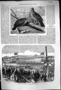 Old 1864 Rare Birds Navigators Island Foundation Fettes College Edinb Victorian