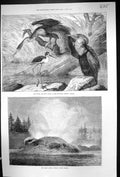 Old 1873 Darter Stilt Plover Birds Grotto Geyser Montana North Americ Victorian