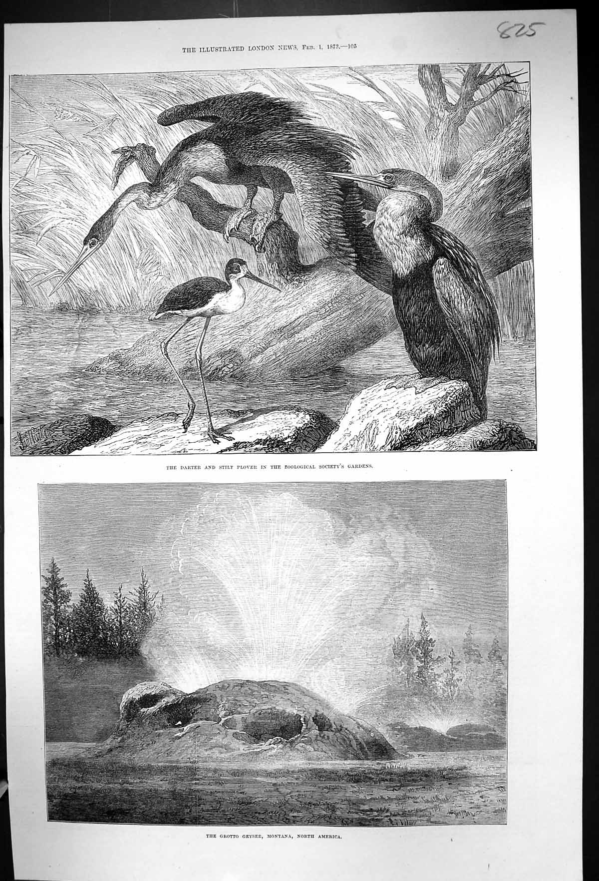 Old 1873 Darter Stilt Plover Birds Grotto Geyser Montana North Americ Victorian