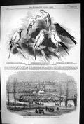 Old 1858 Prize Canaries Birds Nottingham Poultry Dartmouth Torbay Rai Victorian