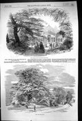 Old Print 1852 Syon Great Plant House Cedar Tree Seat Duke Northumberland 19th