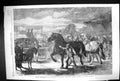 Old 1867 Suffolk Cart Horses Royal Agricultural Society Bury St. Edmu Victorian