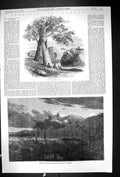 Old 1857 Australia Aborigines Climbing Trees Mode Disposal Dead Bodie Victorian