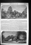Old 1853 Marine Animals Aquatic Vivarium Fresh-Water Fish Zoological Victorian