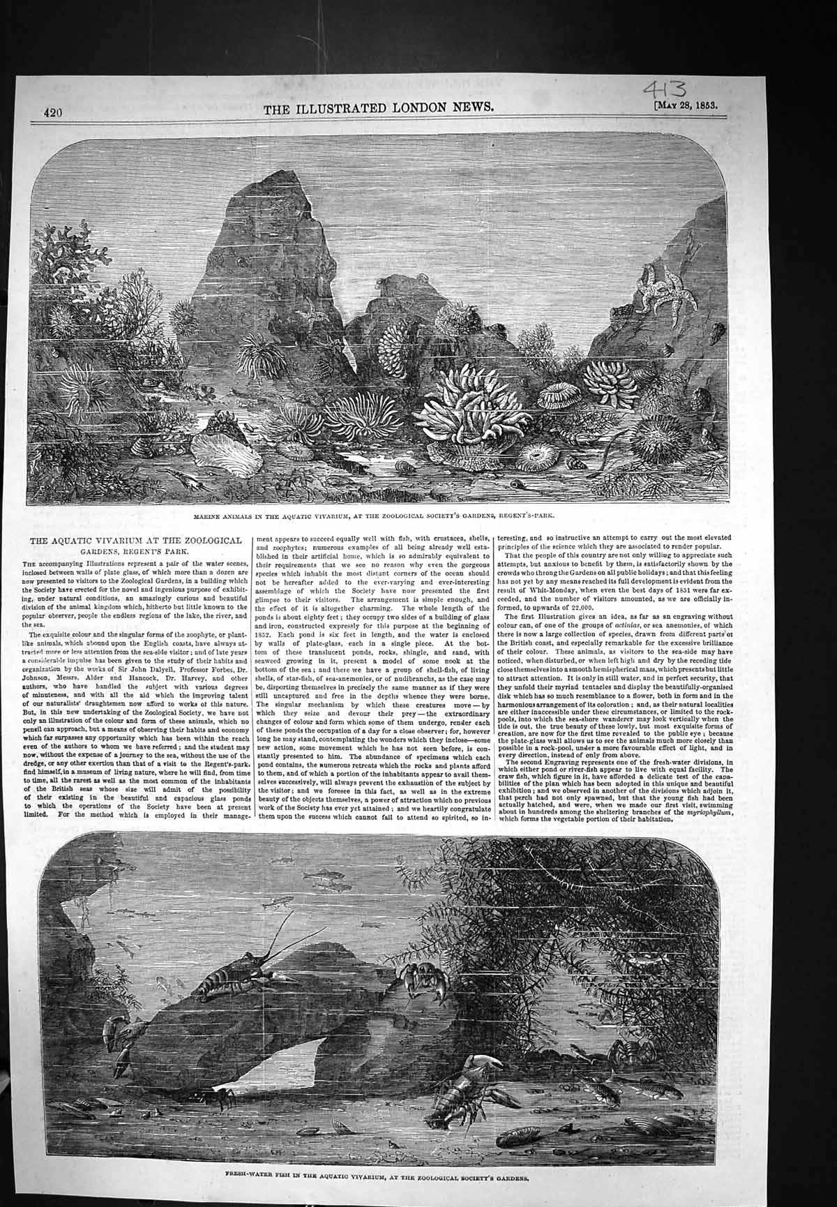 Old 1853 Marine Animals Aquatic Vivarium Fresh-Water Fish Zoological Victorian