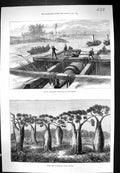 Old 1873 Transporting Large Guns Coast Defence Bottle Trees Queenslan Victorian