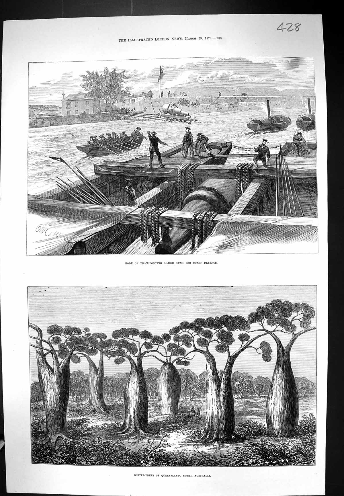 Old 1873 Transporting Large Guns Coast Defence Bottle Trees Queenslan Victorian