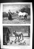 Old 1884 Exhibition Drawings Mendoza Gallery Dogs Kennel Chickens Hor Victorian
