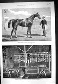 Antique Print 1875 Camballo Horse Guineas Stakes GQuartz Crushing Battery T