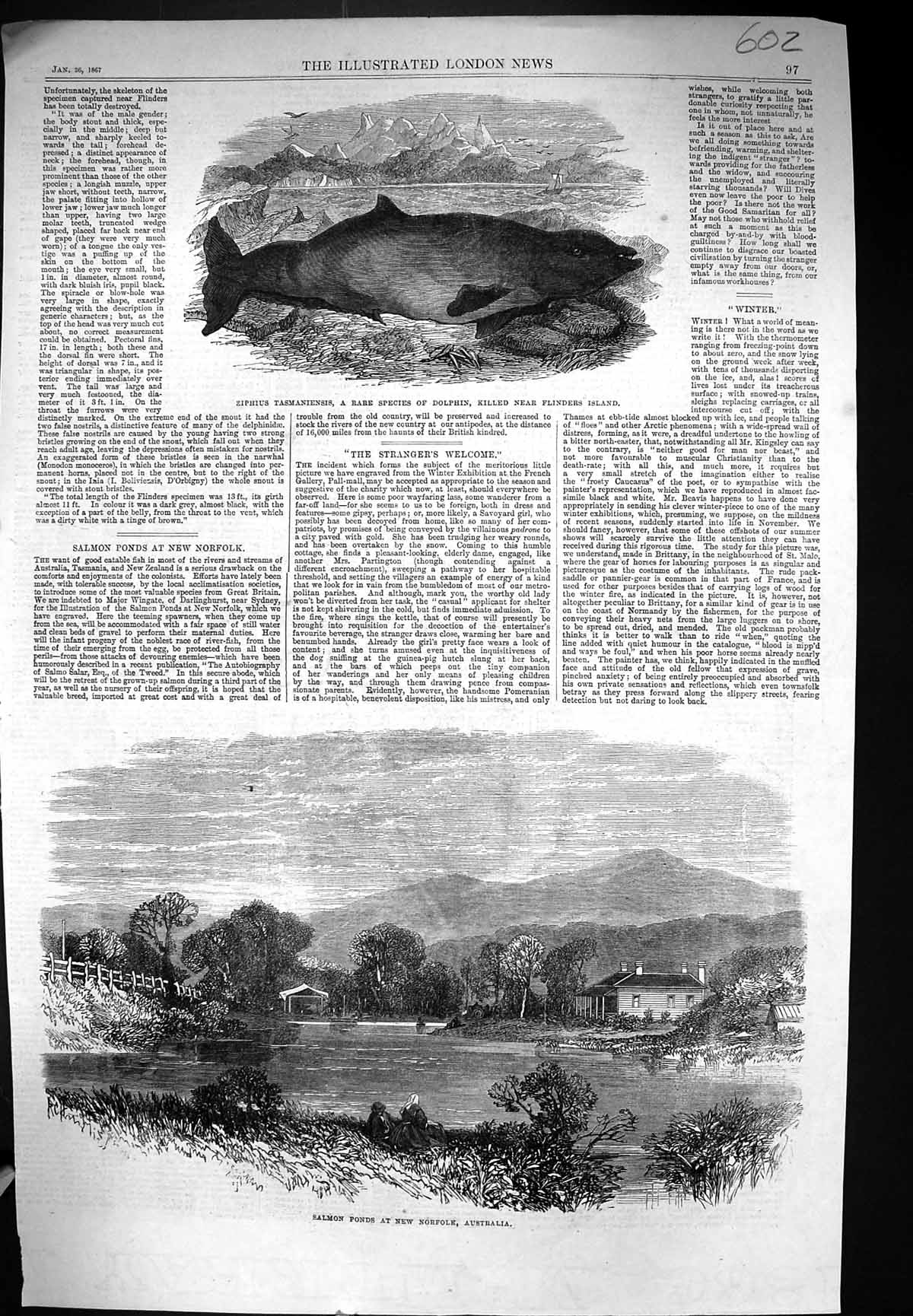 Old 1867 Ziphius Tasmaniensis Dolphin Flinders Salmon Ponds Norfolk A Victorian