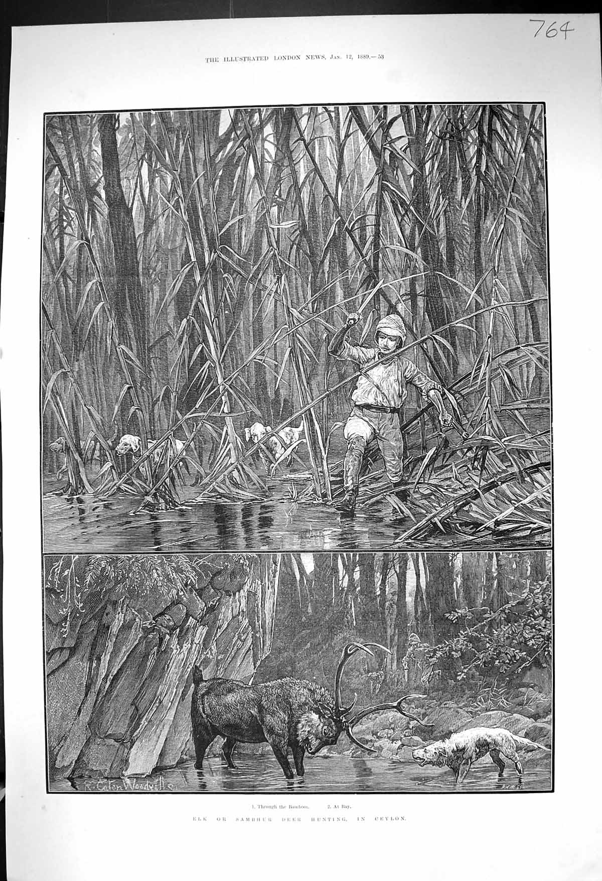 Old 1889 Elk Sambhur Deer Hunting Ceylon Sport Man Cutting Through Ba Victorian