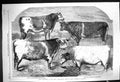 Old 1860 Prize Shorthorns Bulls Royal Agricultural Show Canterbury Ma Victorian