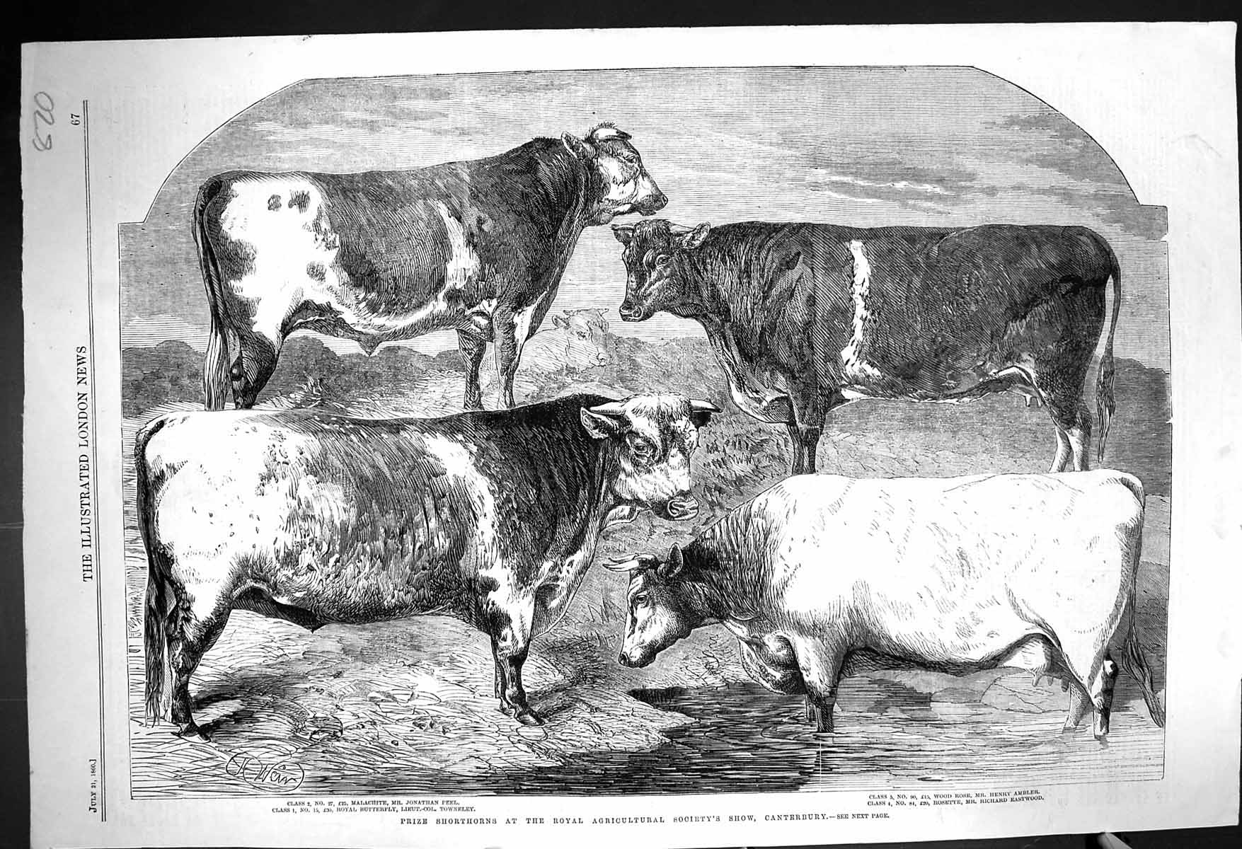 Old 1860 Prize Shorthorns Bulls Royal Agricultural Show Canterbury Ma Victorian