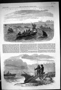 Old Print 1858 America Chasing Devil Fish Carolina Hunting Fishing Boats 19th