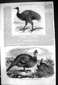 Old 1858 Mooruk Bird Cassowary Zoological Regent'S Park Honduras Turk Victorian