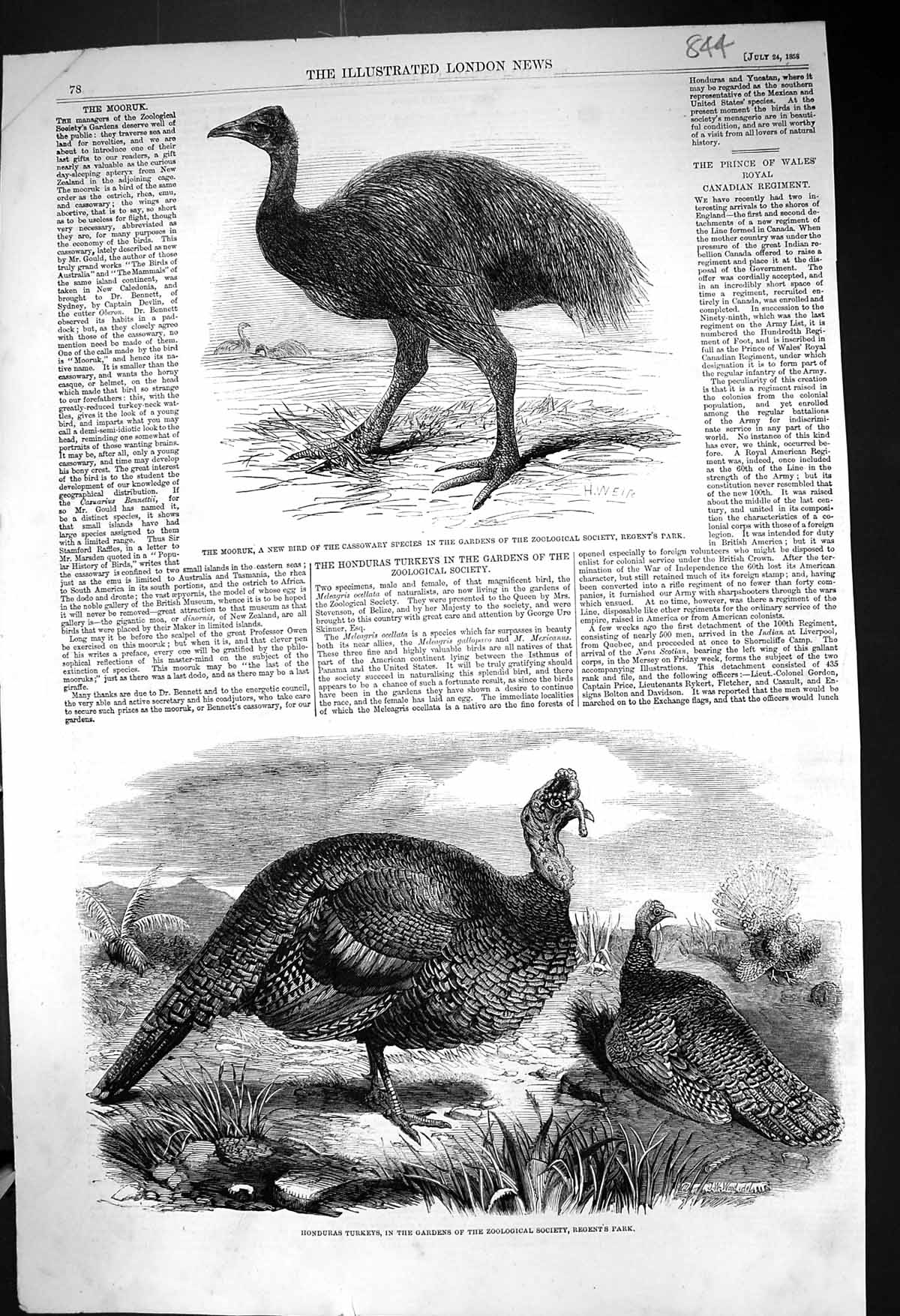 Old 1858 Mooruk Bird Cassowary Zoological Regent'S Park Honduras Turk Victorian