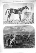 Old 1866 Duke Horse Winner Goodwood Brighton Cups War Prussian Camp S Victorian