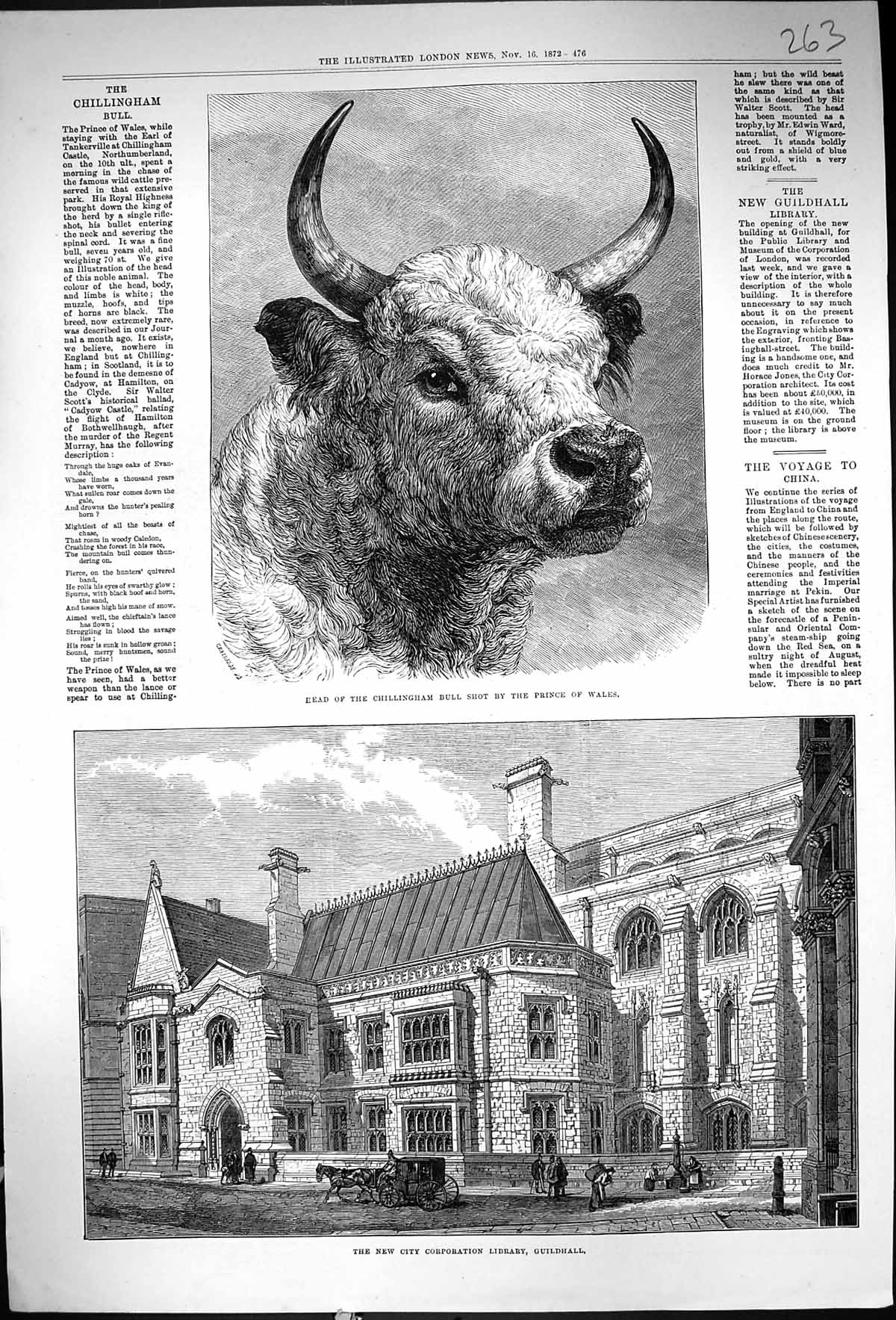 Old 1872 Head Chillingham Bull Shot Prince Wales City Corporation Lib Victorian